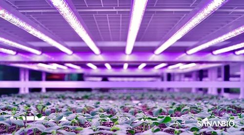 育苗植物工廠亮相2020廈洽會 中科三安推動中國育苗產(chǎn)業(yè)升級